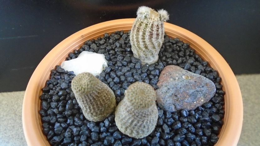 Grup de 2 Lobivia (Echinopsis) - Cactusi 2020 evolutie primavara