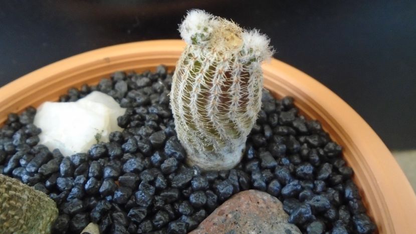 Lobivia albolanata (Echinopsis densispina) - Cactusi 2020 evolutie primavara