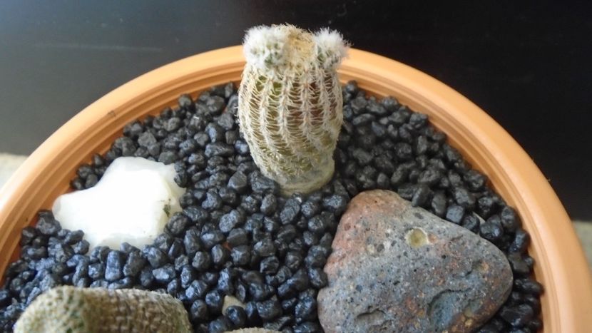 Lobivia albolanata (Echinopsis densispina) - Cactusi 2020 evolutie primavara