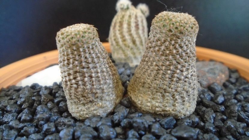 Lobivia (Echinopsis) famatimensis, FR 459 La Rioja, Arg. - Cactusi 2020 evolutie primavara