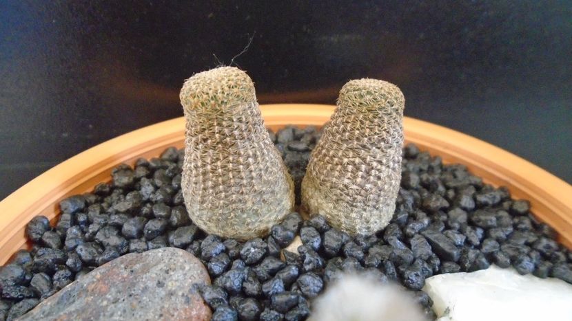 Lobivia (Echinopsis) famatimensis, FR 459 La Rioja, Arg. - Cactusi 2020 evolutie primavara