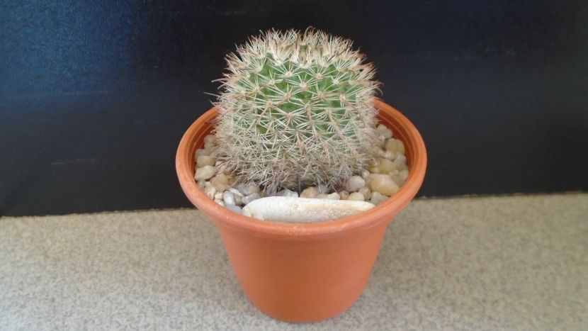 Parodia dichroacantha (Parodia microsperma) - Cactusi 2020 evolutie primavara
