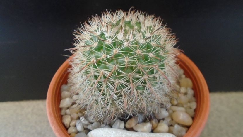 Parodia dichroacantha (Parodia microsperma) - Cactusi 2020 evolutie primavara