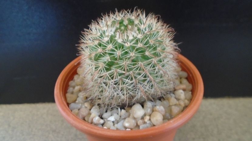 Parodia dichroacantha (Parodia microsperma) - Cactusi 2020 evolutie primavara