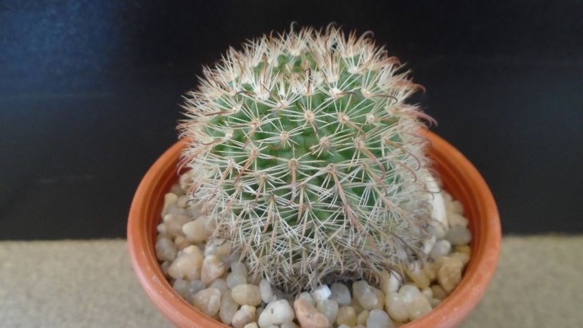 Parodia dichroacantha (Parodia microsperma) - Cactusi 2020 evolutie primavara
