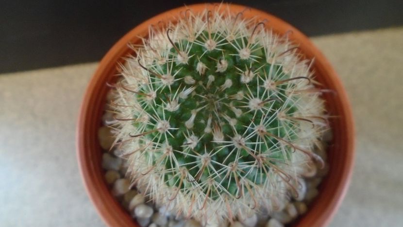 Parodia dichroacantha (Parodia microsperma) - Cactusi 2020 evolutie primavara