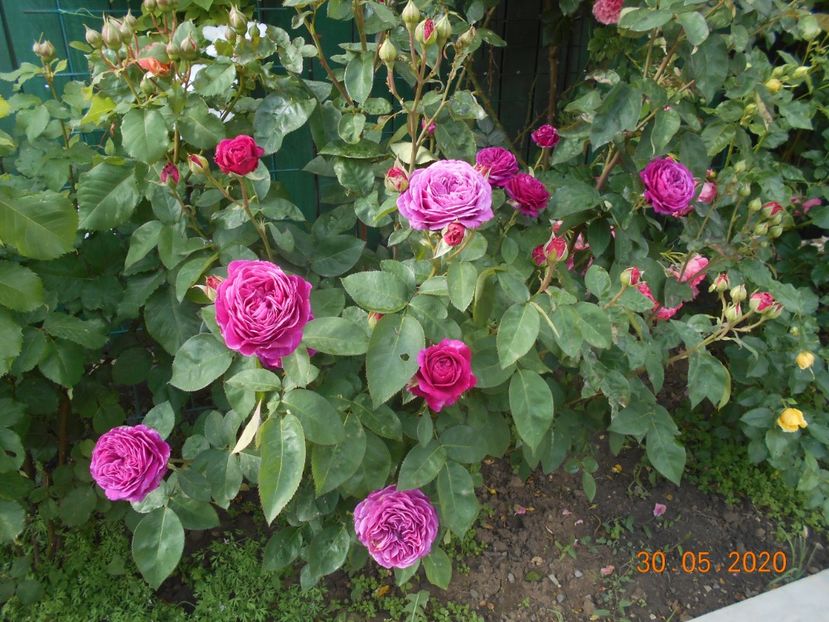  - 1Trandafiri 2020