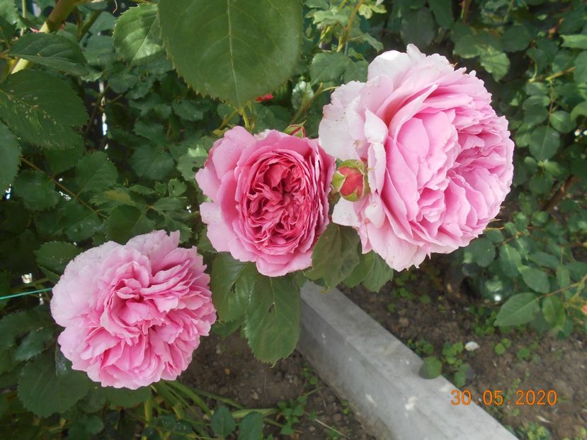  - 1Trandafiri 2020