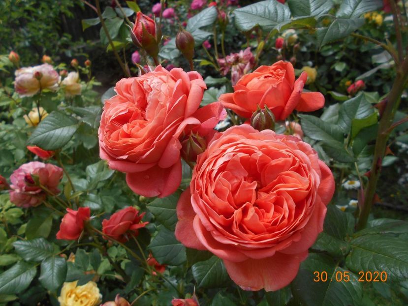  - 1Trandafiri 2020