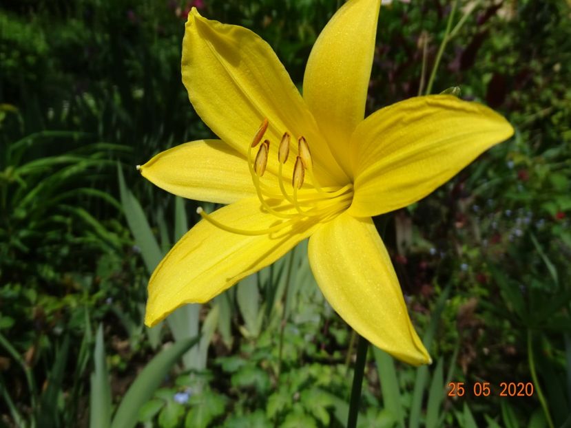  - Hemerocallis 2020