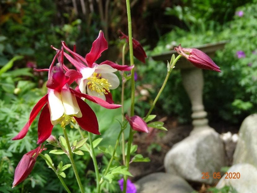  - Aquilegia 2020