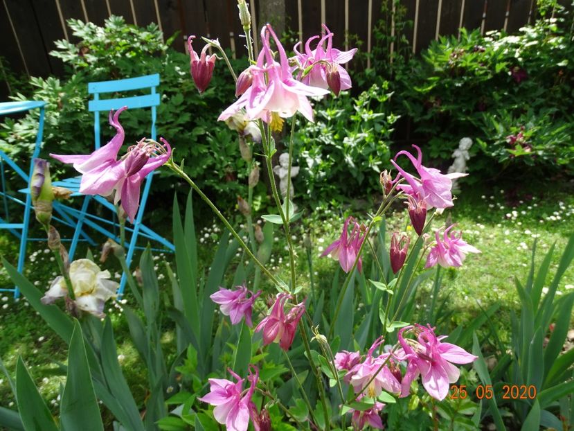  - Aquilegia 2020