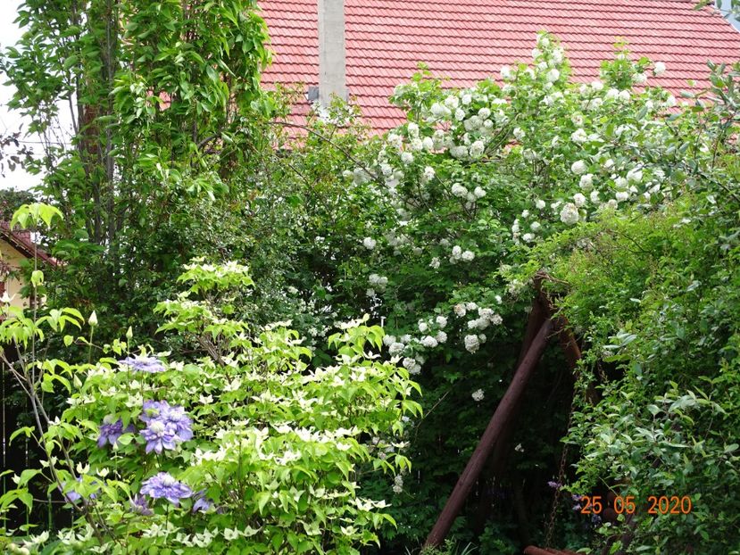  - Gradina 2020