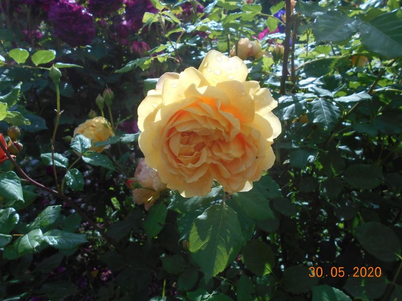  - Golden Celebration