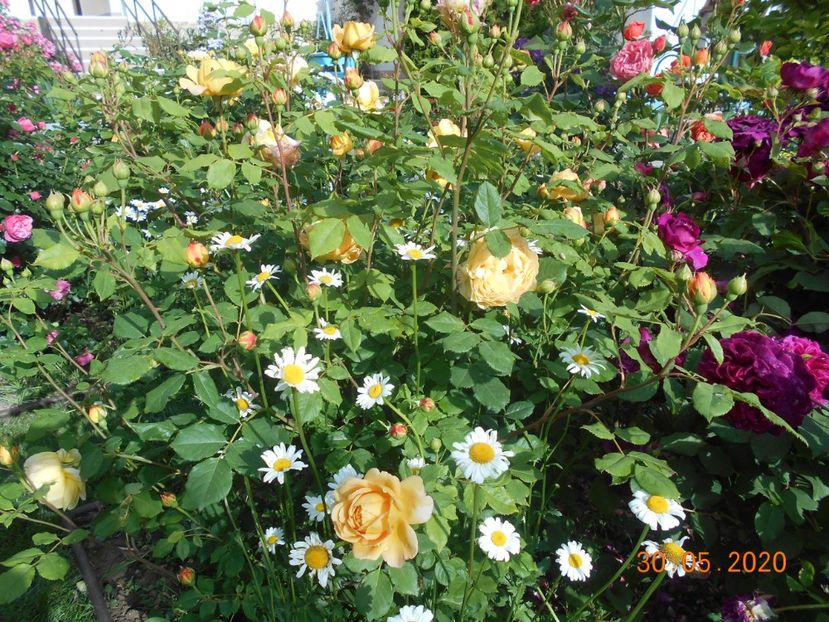  - Golden Celebration