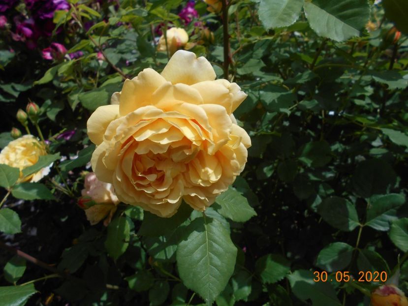  - Golden Celebration