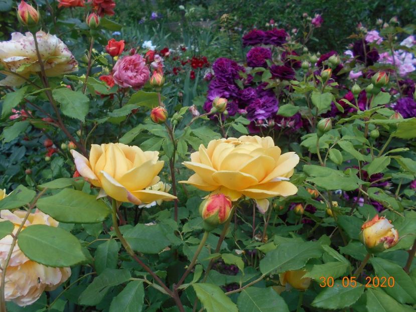  - Golden Celebration