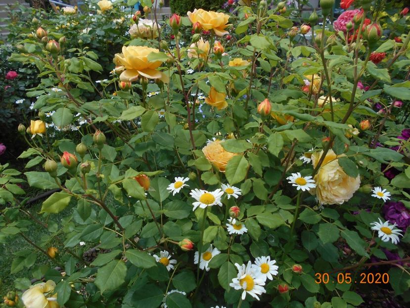  - Golden Celebration