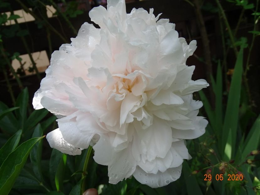 Blush Queen - Bujori 2020