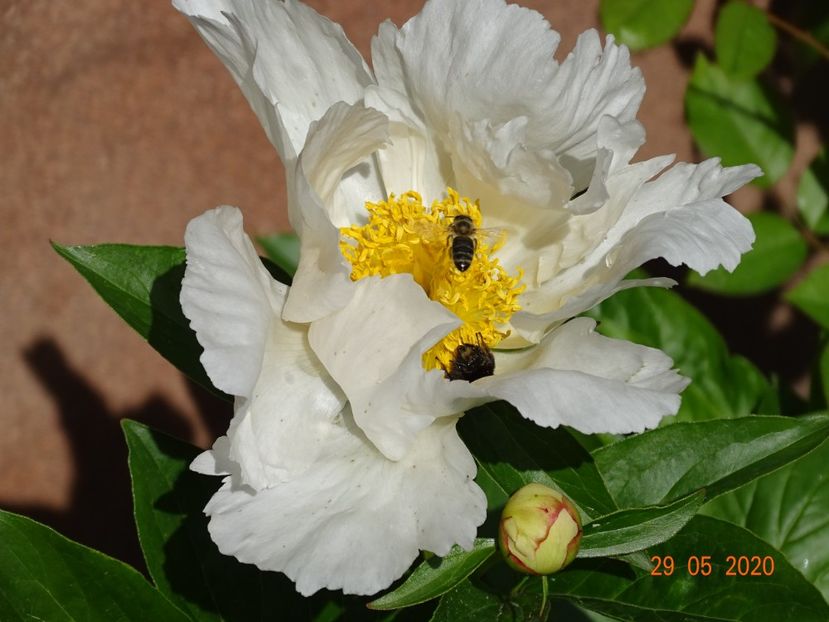 Krinkled White - Bujori 2020