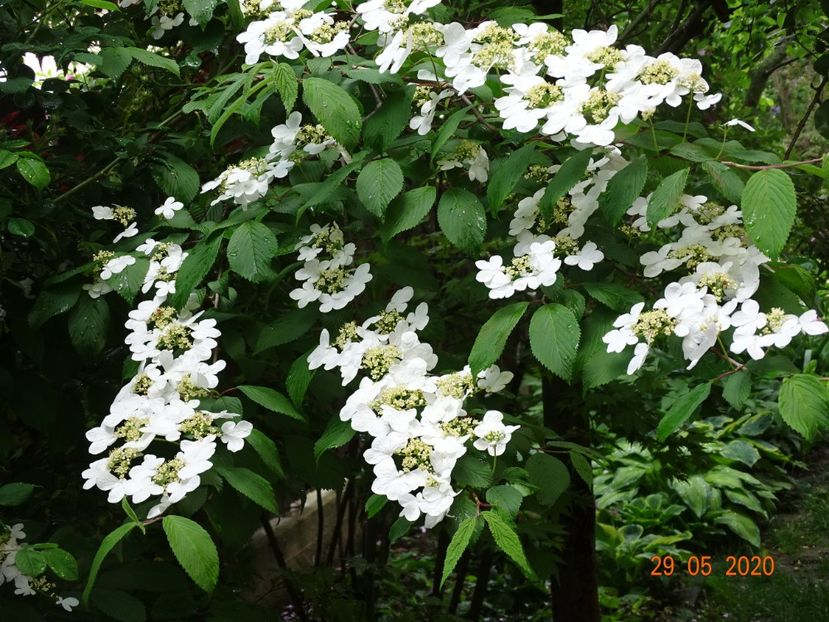  - Copacei si arbusti 2020