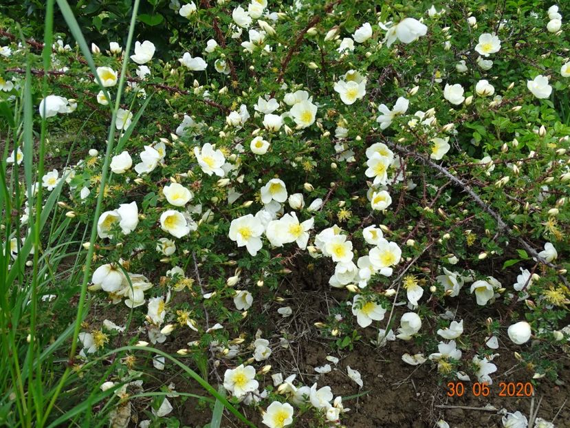 spinossisima Repens - Trandafiri 1