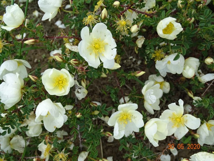 spinossisima Repens - Trandafiri 1