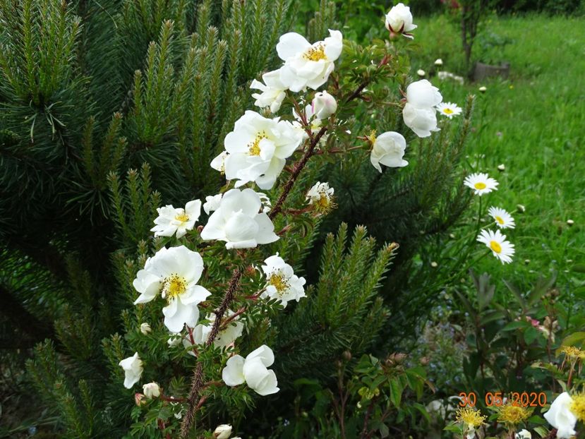 spinosissima Altaica - Trandafiri 1