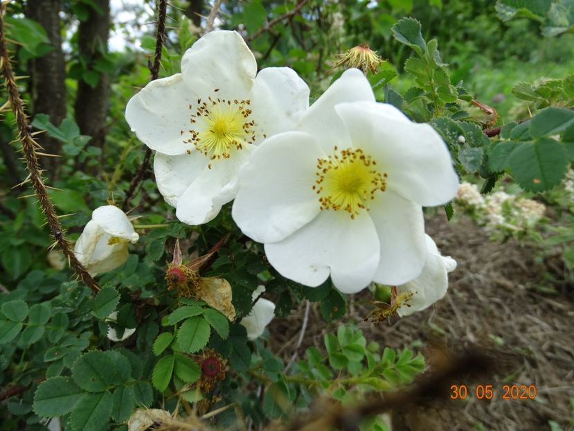 pimpinellifolia - Trandafiri 1