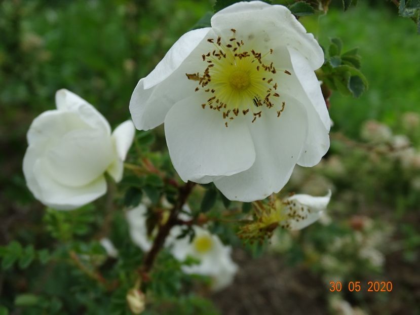 pimpinellifolia - Trandafiri 1