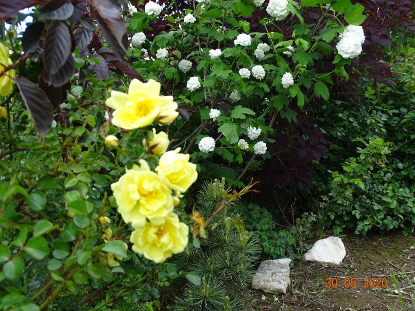 Harison's Yellow - Trandafiri 1