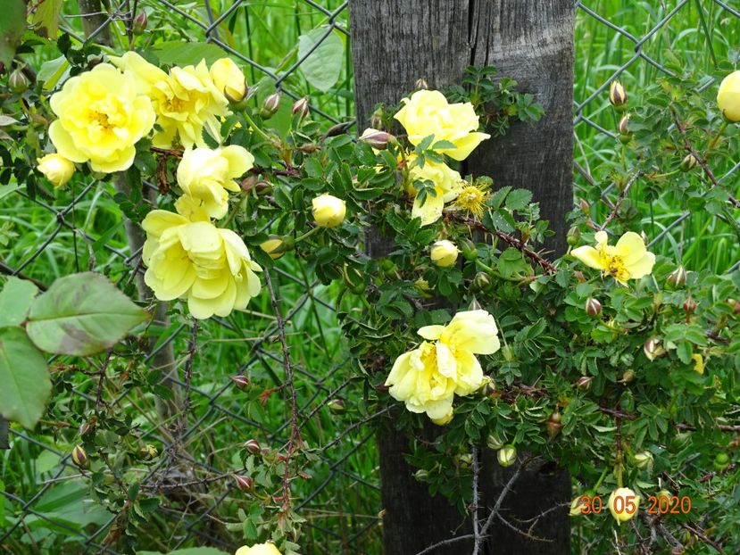 Harison's Yellow - Trandafiri 1