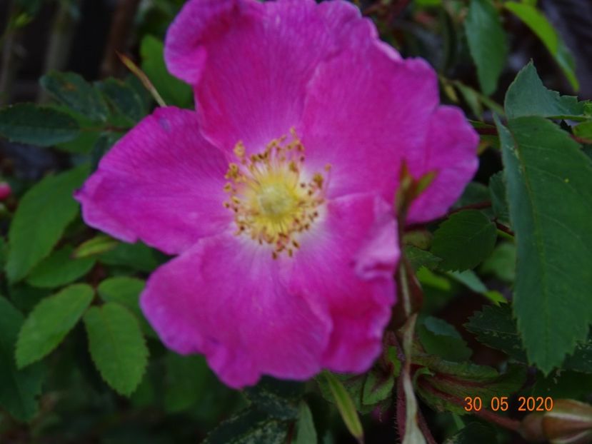 rosa pendulina Harstad - Trandafiri 1