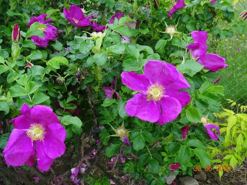 rugosa Rubra - Trandafiri 1