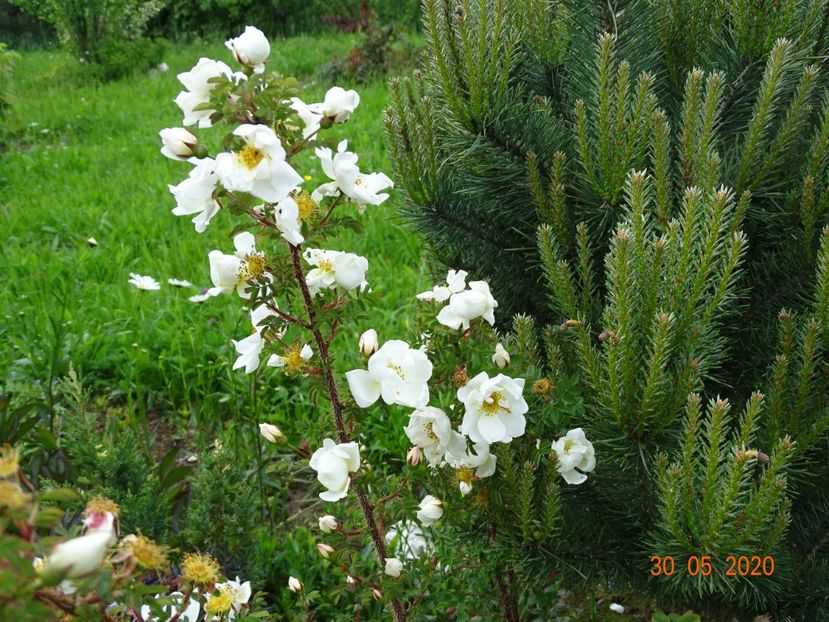 spinosissima Altaica - Trandafiri 1