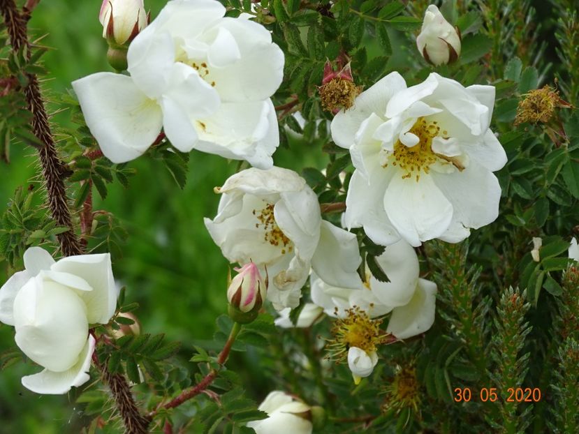 spinosissima Altaica - Trandafiri 1