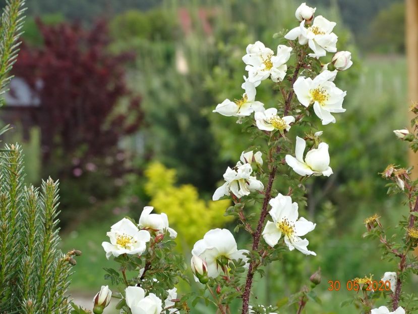 spinosissima Altaica - Trandafiri 1