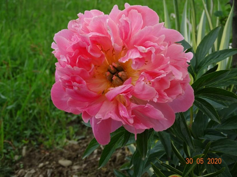 Pink Hawaiian Coral - Irisi si bujori 2020