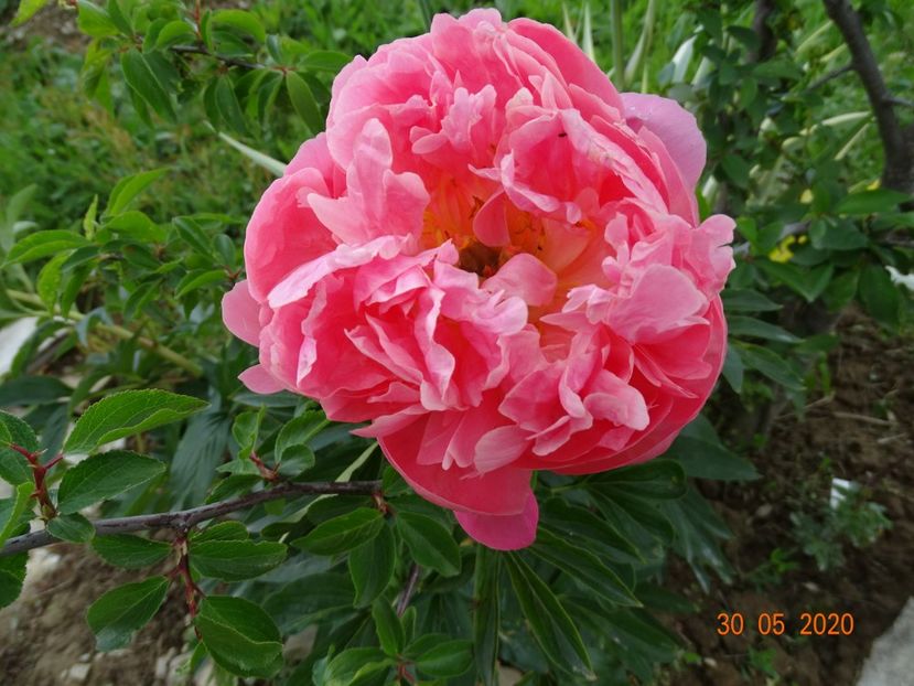 Pink Hawaiian Coral - Irisi si bujori 2020