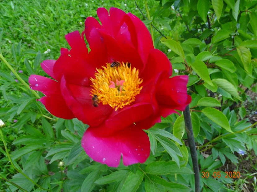 Scarlet o'Hara - Irisi si bujori 2020