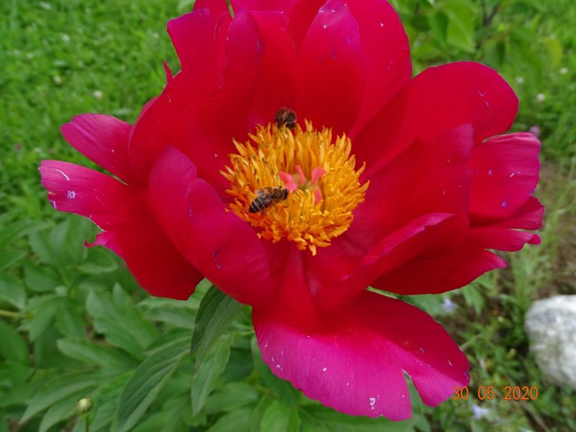 Scarlet o'Hara - Irisi si bujori 2020