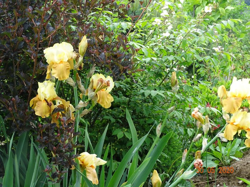 Spiced Custard - Irisi si bujori 2020