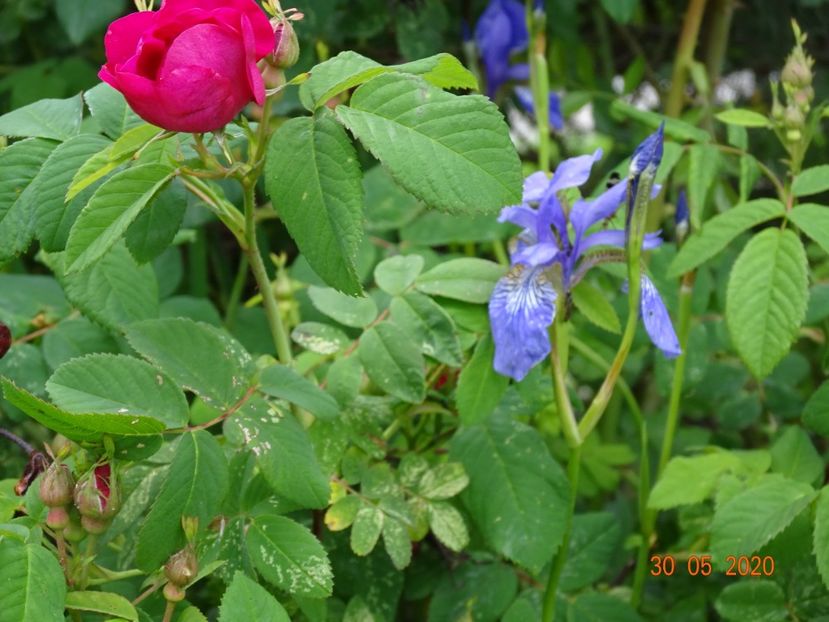 iris sibirica Blue King - Irisi si bujori 2020