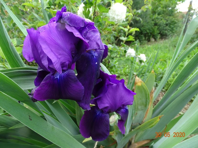 Tuxedo - Irisi si bujori 2020