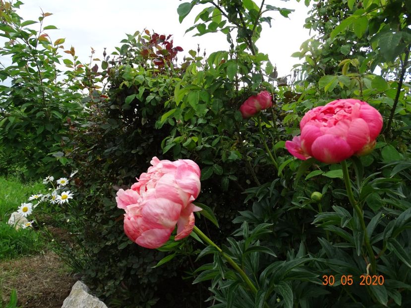 Coral Sunset - Irisi si bujori 2020