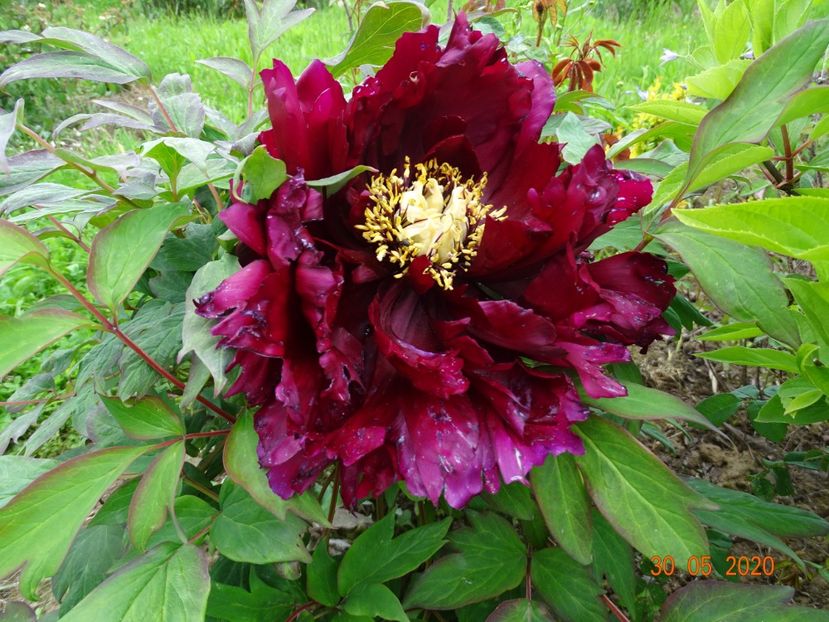 Guan Shi Mo Yu - Irisi si bujori 2020