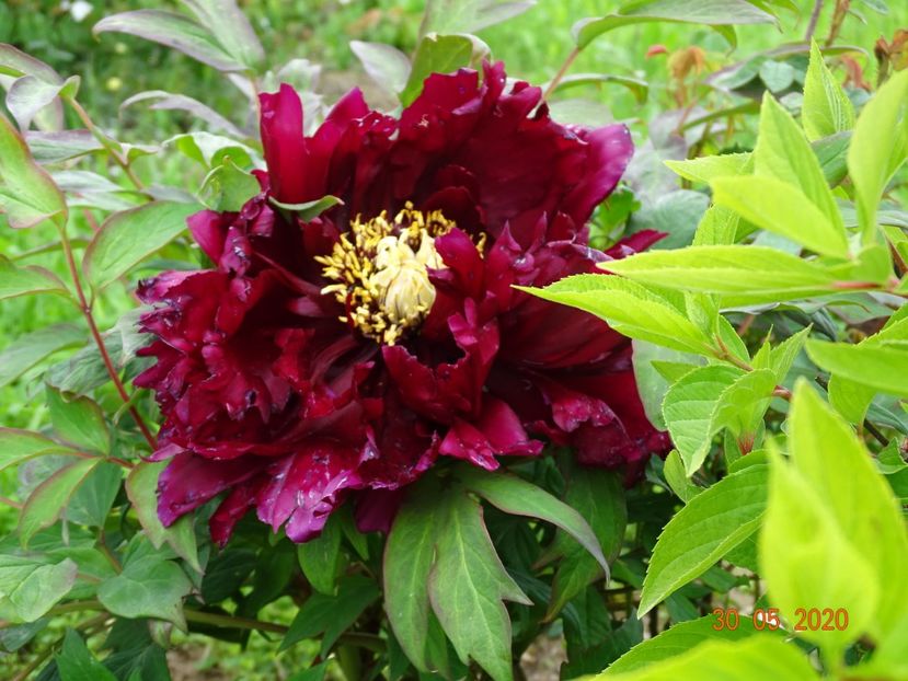 Guan Shi Mo Yu - Irisi si bujori 2020