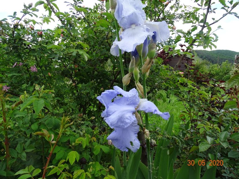 Blue Sapphire - Irisi si bujori 2020