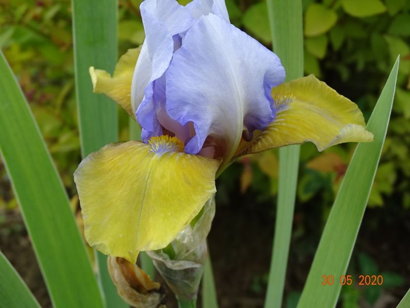 Bold Statement - Irisi si bujori 2020