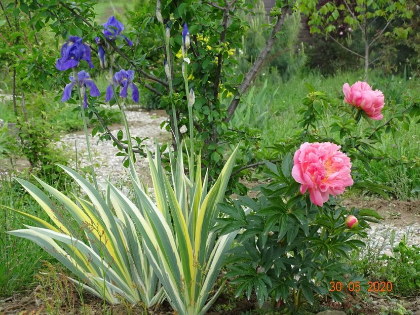 Pink Hawaiian Coral si iris pallida variegata - Irisi si bujori 2020